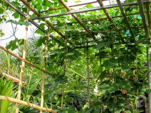 Chỉ với những thân cây tre đơn giản, chú Huynh làm giàn kiên cố cho những cây dây leo.