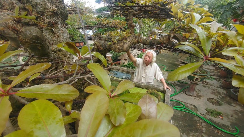 Nghệ nhân Phùng Văn Tình chăm chút từng ngọn cây, chiếc lá của cây lộc vừng quý