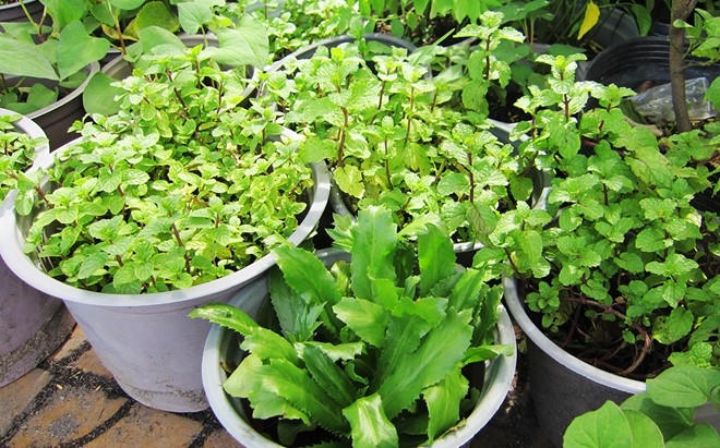 Rau thơm, ngò gai được vào chậu với giá từ 10.000-15.000 đồng. Ảnh: Thái Nguyễn