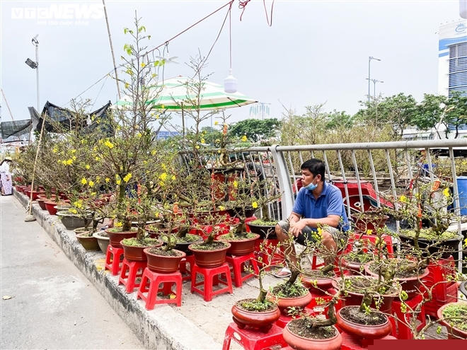 Người bán mai cô đơn tại chợ hoa Bến Bình Đông, TP.HCM.