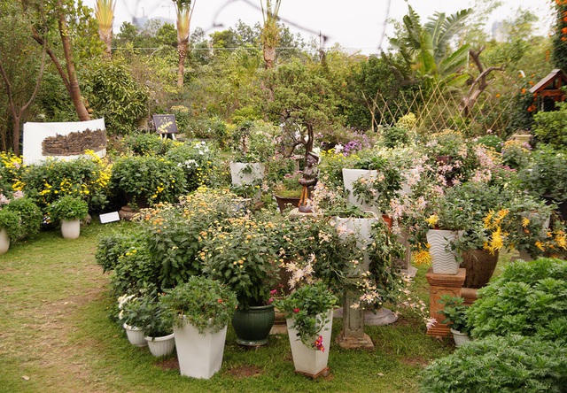 Một góc vườn cúc cổ, quy tụ nhiều giống hoa quý hiếm, độc lạ