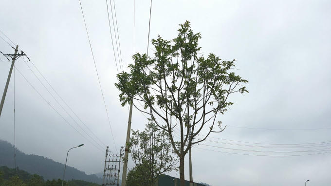 Những cây xanh phát triển tươi tốt sẽ nhanh chóng cao lớn chạm tới dây điện cao thế.