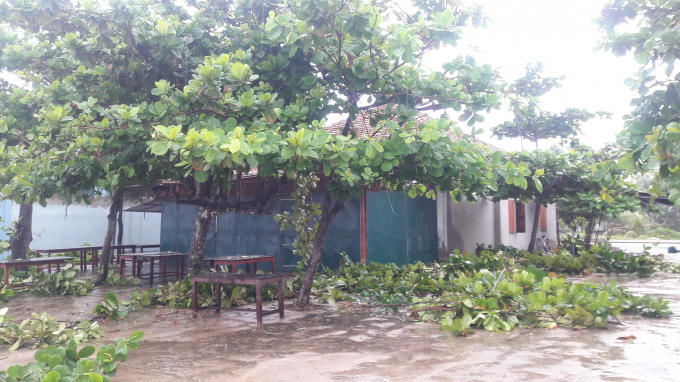 Người dân chặt cây tránh những thiệt hại đáng tiết trước giờ bão số 10 độ bộ.