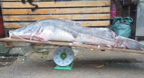 Cá lăng nặng 102kg đưa về Hà Nội.