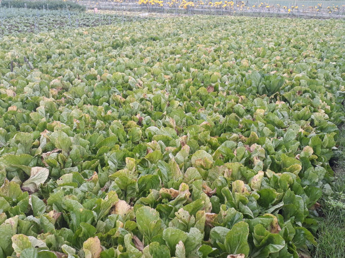 Những luống rau đến ngày thu hoạch để "chết già" ngay tại ruộng vì giá quá thấp.