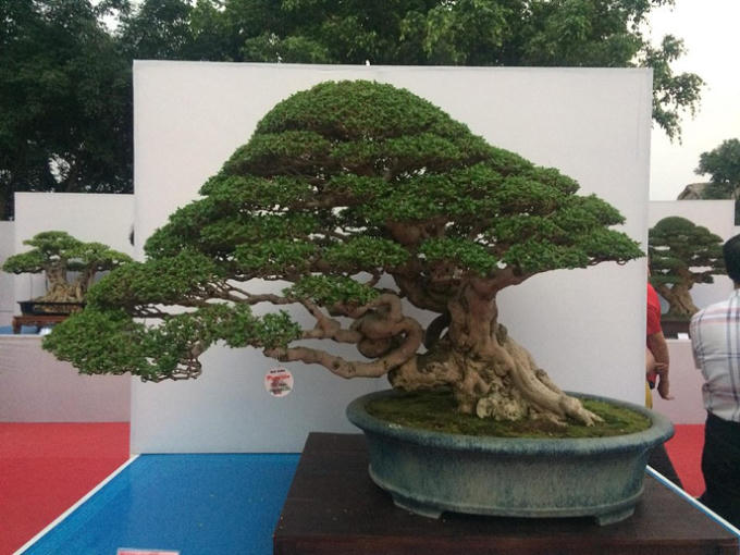 Quảng Ninh: Những t&aacute;c phẩm nghệ thuật Bonsai độc đ&aacute;o tại triển l&atilde;m c&acirc;y cảnh nghệ thuật Y&ecirc;n Tử 2018
