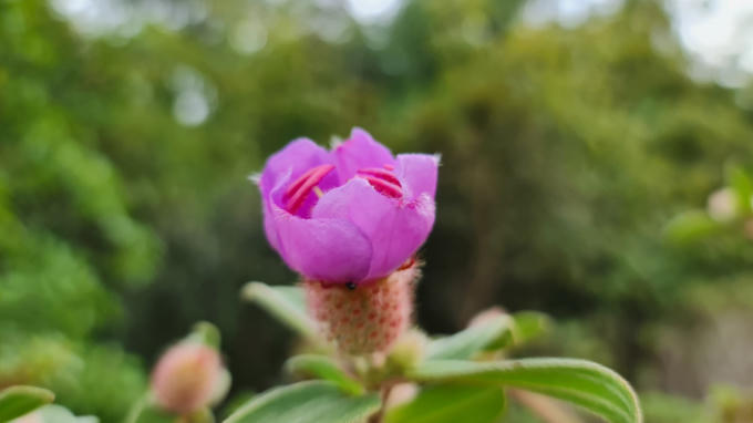 Hoa Sim mang những tâm sự, tình cảm trong tình yêu. Loài hoa này tượng trưng cho sự e ấp, ngại ngùng lúc mới biết yêu. Sim còn được những người yêu nhau mượn để nói hộ lòng mình.
