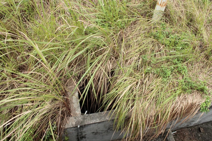 Cỏ đã mọc che kín bể nước