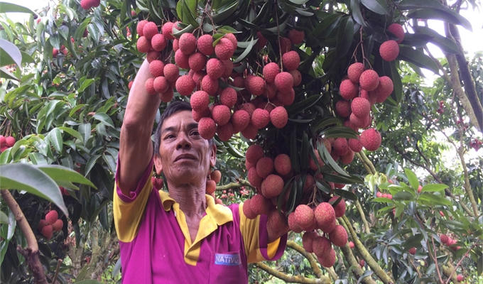 Giá bán vải năm nay được đánh giá là cao nhất trong 64 năm qua. Ảnh: báo Bắc Giang