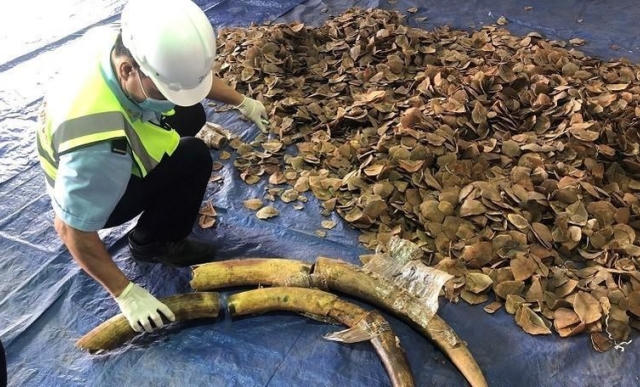 Thu giữ 6 tấn hàng lậu nghi là ngà voi, vảy tê tê