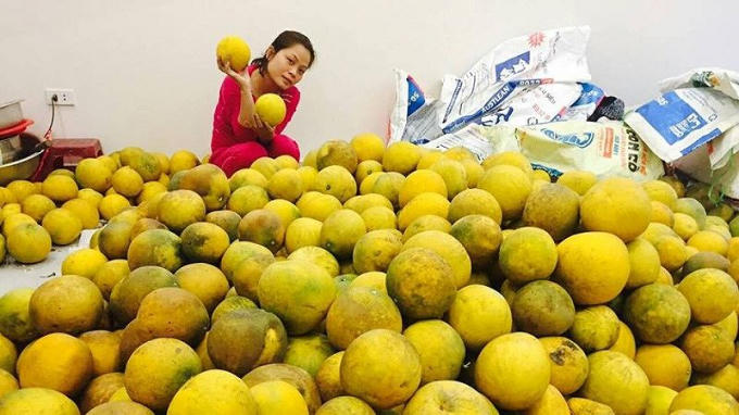 Tuy mẫu mã không được đẹp nhưng bưởi Diễn vẫn là sự lựa chọn của nhiều người trong dịp Tết.