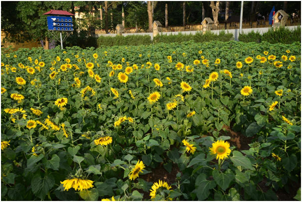 Những ngày này, vườn hoa hướng dương khoảng 2000m2 tại khu di tích Hoàng thành Thăng Long đã bắt đầu nở rộ, thu hút sự quan tâm của khách tham quan và người dân Hà Nội.