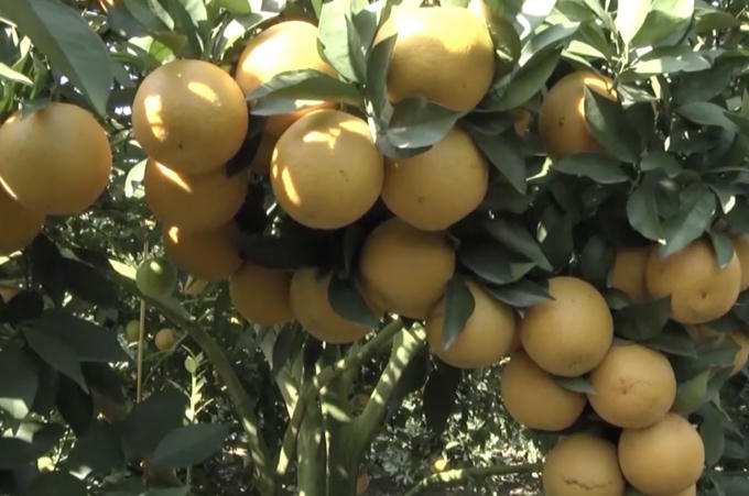 Những trái cam chen chúc nhau trên cành. Đây là cây cam thuộc giống cam Xã Đoài nổi tiếng.