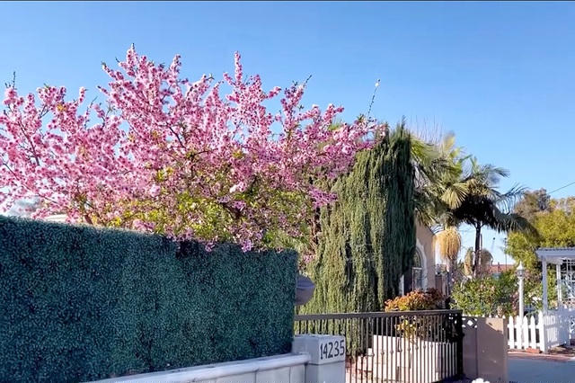 Cây đào to đẹp trước cổng nhà Bằng Kiều ở Mỹ. (Ảnh chụp màn hình)