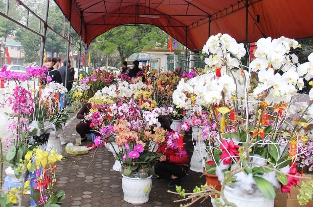 Hoa lan nhiều chủng loại được nhiều người lựa chọn (ảnh Duy Ngợi).