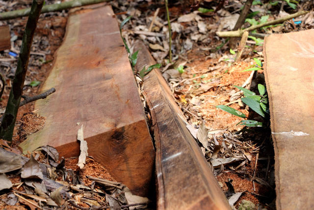 Những phách gỗ quý bị hạ sát ở huyện Nam Giang