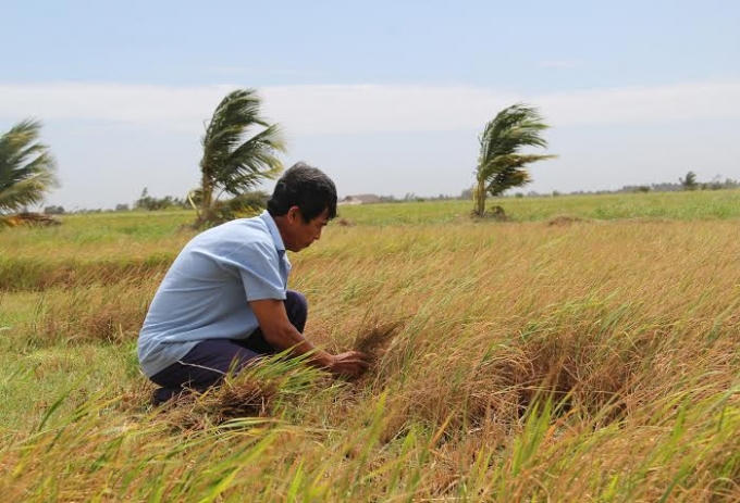 Nhiều diện tích lúa Đông Xuân của người dân Đồng bằng sông Cửu Long bị chết héo do nhiễm mặn.