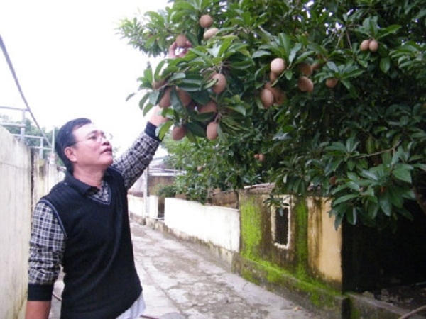 B&eacute;n duy&ecirc;n với đất, c&acirc;y g&igrave; qua tay Trần Ngọc Hiếu cũng trĩu quả. T.Đ.