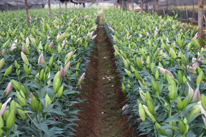 ... Nhưng đặc trưng nhất vẫn là hoa cúc và hoa ly.