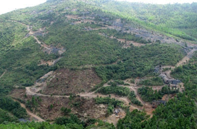 Hiện trạng lò than “thổ phỉ” chi chít ở 1 góc rừng phòng hộ Yên Lập nằm trong ranh giới quản lý khai thác than của Công ty TNHH MTV Thăng Long – Tổng Cty than Đông Bắc.