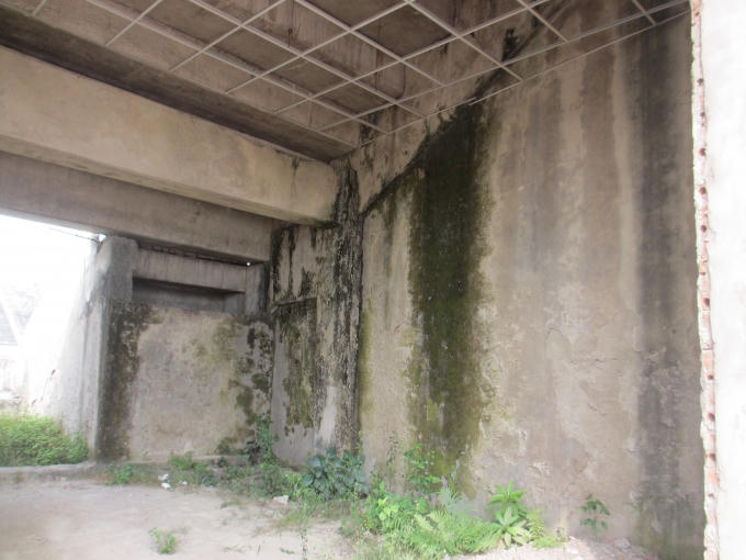 Xuất hiện nhiều rêu xanh trên bờ tường