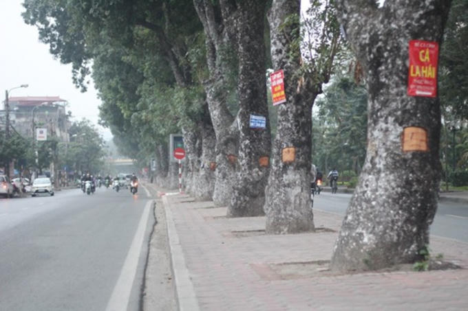 Nhiều cây xanh trên đường Láng sẽ bị đánh chuyển, chặt hạ phục vụ dự án xén hè. Ảnh MT
