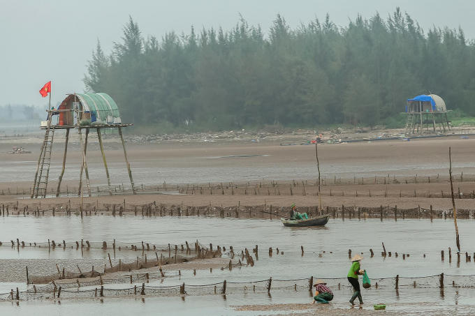 Ngo&agrave;i d&ugrave;ng bồ c&agrave;o ở khu vực nước cạn, người d&acirc;n c&ograve;n d&ugrave;ng vợt để bắt ngao ở khu vực nước s&acirc;u.
