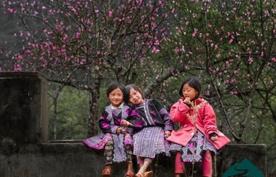 Hoa nở vùng cao