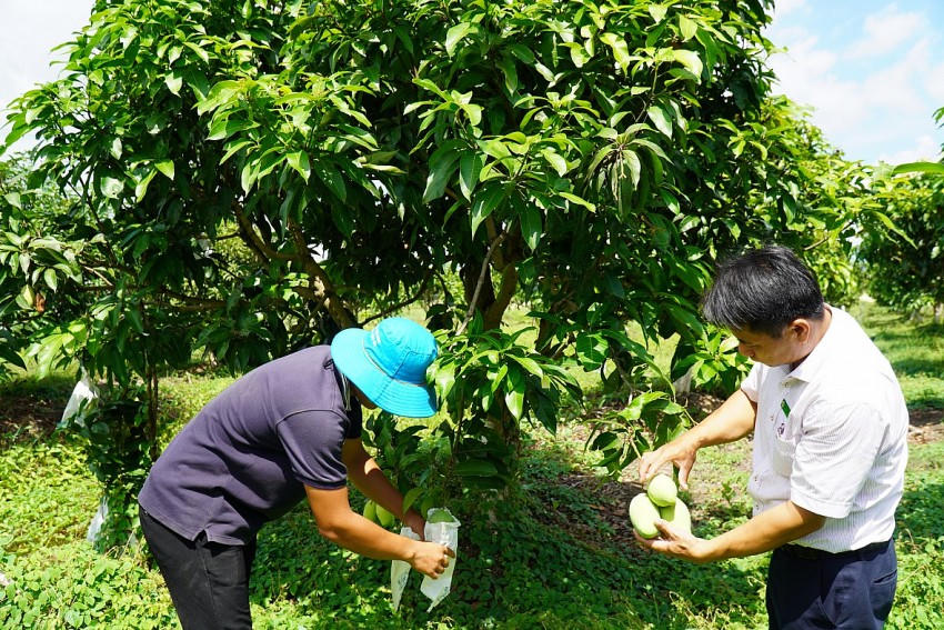 Vườn mẫu xoài SOFRI