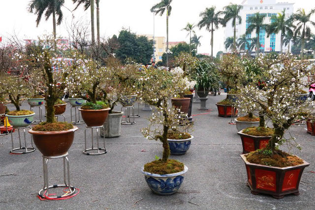 Tại hội chợ hoa xuân Ninh Bình đón xuân Mậu Tuất 2018 đang trưng bán gần 100 cây mai trắng (Nhất chi mai) từ Sa Pa đưa về. Đây là loài hoa hiếm có ở Ninh Bình. Vì là loài hoa độc đáo nên nơi bày bán loài "thập đại danh hoa" ở cố đô Hoa Lư hút khách đến xem và mua hàng.