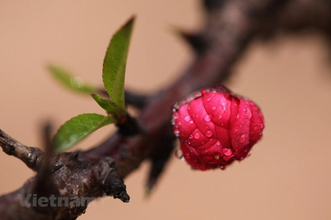 Giống đ&agrave;o qu&yacute; hiếm của l&agrave;ng hoa Nhật T&acirc;n