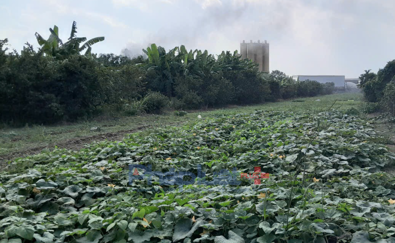 Bên trên là khói đen xả nghi ngút từ trạm sản xuất vật liệu, bên dưới là hoa màu của người dân.