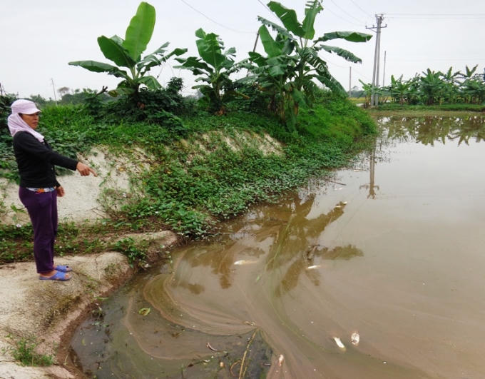 Chị Phương chỉ nơi phát hiện bọc ni lông bốc mùi thuốc trừ sâu.