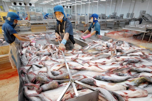 Hoạt động sơ chế cá tra của công nhân Công ty cổ phần Hùng Vương.