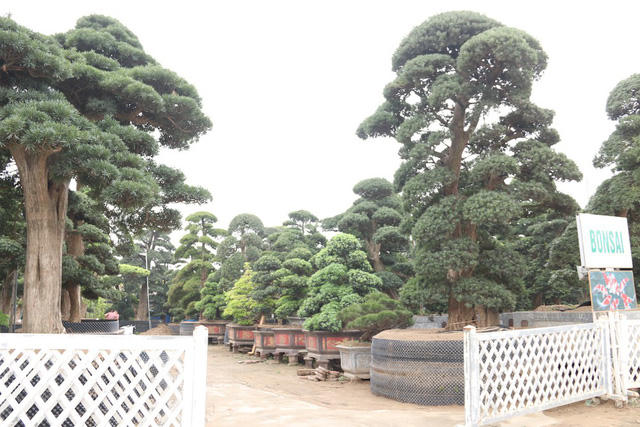 Đây được xem là vườn tùng la hán lớn và giá trị nhất ở Việt Nam hiện nay.