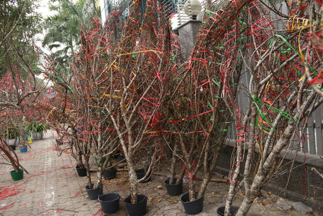 Nhiều dân chơi quan niệm, sở hữu được một gốc đào cổ thụ với dáng độc là năm mới sẽ gặp nhiều may mắn, phát lộc trong làm ăn. Vì thế, dù có giá cao song rất nhiều người vẫn sẵn sàng móc hầu bao. Đây cũng là lý do mà mỗi năm có hàng trăm thương lai đổ bộ lên các cánh rừng Tây Bắc để săn được đào rừng cổ thụ!.