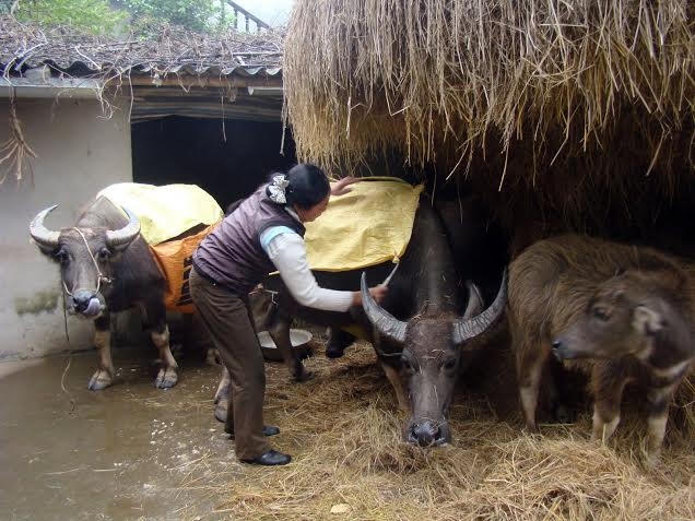 Phòng chống rét cho đàn trâu bò.