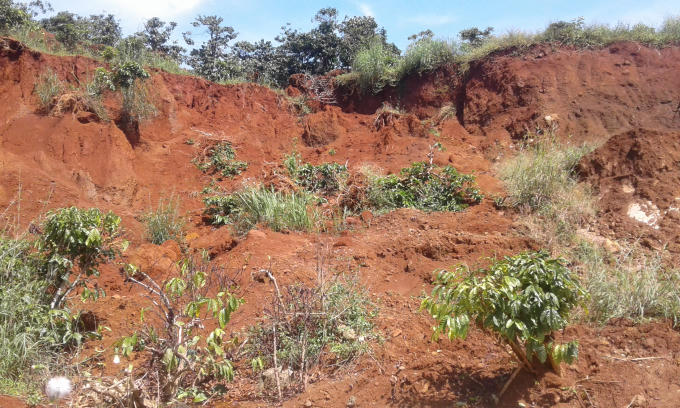 L&acirc;m Đồng: Nhiều diện t&iacute;ch c&agrave; ph&ecirc; bị ch&ocirc;n v&ugrave;i do sạt lở đất