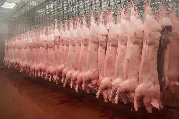 Thay đổi hạn dùng sản phẩm, tiêm nước vào thịt lợn tại Brazil.