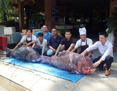 Đầu năm 2015, một nhà hàng ở TPHCM thu mua một con cá hô có chiều dài 1,8 m, nặng 135 kg được một ngư dân người Campuchia bắt trên sông Mê Kông.
