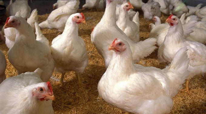 Mexico và Canada là 2 thị trường tiêu thụ thịt gà lớn nhất của Mỹ. (Ảnh: USDA)