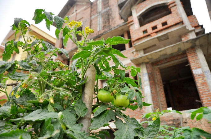 Khu đ&ocirc; thị Trung Văn nằm ở ph&iacute;a T&acirc;y Nam H&agrave; Nội được ho&agrave;n th&agrave;nh cơ bản v&agrave;o năm 2008, nhưng đến nay nhiều căn biệt thự vẫn bị bỏ trống, chưa c&oacute; người ở. Tận dụng những khoảng đất trống quanh biệt thự, người d&acirc;n qu&acirc;y r&agrave;o trồng rau, nu&ocirc;i vịt.