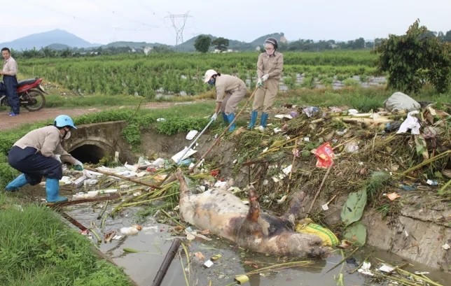 Xác lợn chết xuất hiện nhiều khu vực ảnh hưởng nghiêm trọng đến môi trường.