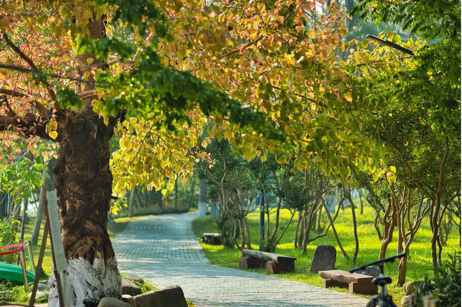 Nắng xuyên qua nhiều tầng lớp lá khiến nhiệt độ ở Ecopark luôn thấp hơi nội đô và vùng quanh xanh 3-4 độ C