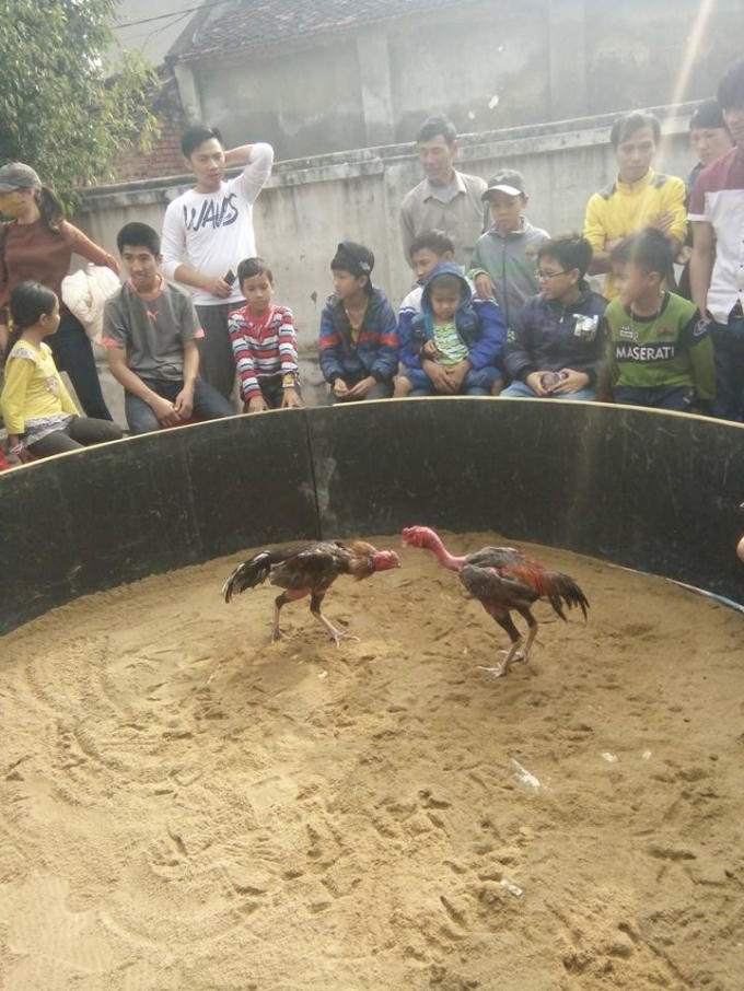 Năm con g&agrave;, độc đ&aacute;o hội chọi g&agrave;