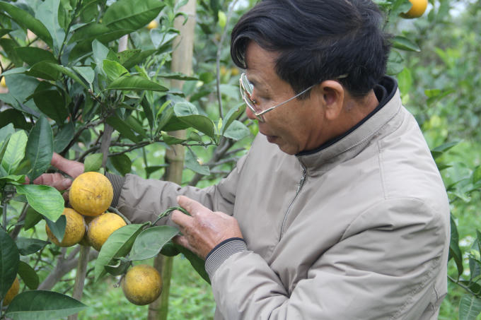 Người d&acirc;n kh&ocirc;ng d&aacute;m nhận h&agrave;ng của kh&aacute;ch v&igrave; sợ kh&ocirc;ng giữ được cam đến Tết Nguy&ecirc;n đ&aacute;n trước những cuộc tấn c&ocirc;ng của c&aacute;c loại c&ocirc;n tr&ugrave;ng.