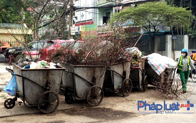 Đầu năm, tại những bãi tập kết rác ở Hà Nội, dễ dàng bắt gặp các cành đào, cây đào tàn bị vứt lên xe rác.