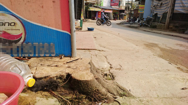 Hàng loạt cây xanh trồng sát mép đường ở khu vực xóm chợ Hạ Bằng đã bị chặt bỏ.