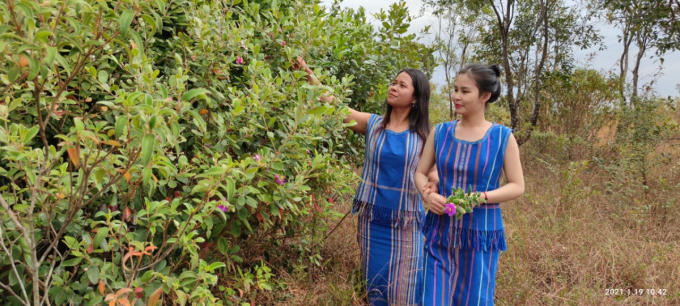 Không riêng Ka Uyên, Ka Thắm và nhiều thôn nữ buôn Đạ Nha cũng mê đắm những đồi sim mang sắc tím bên triền núi.