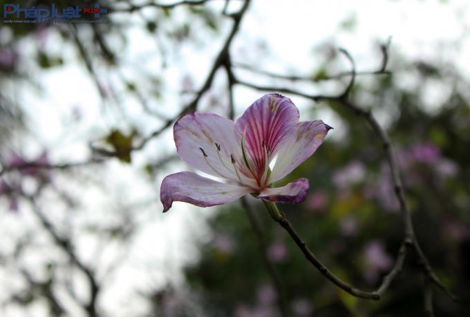 Khoảnh khắc "cánh hoa tàn". (Ảnh: Đức Biên)